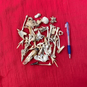 May include: A collection of small, white animal bones on a red fabric background. A blue pen is placed to the right of the bones for scale.