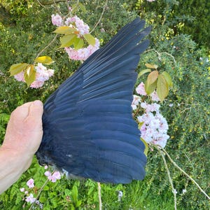 Crow Wing Smudge Fan