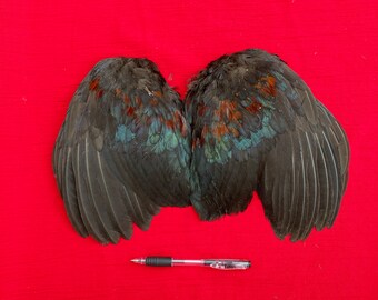 Pair Bantam Rooster Wings Feathers Crafts n3