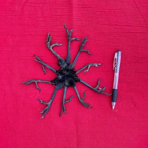 May include: A black bird's body with multiple legs and feet, arranged in a radial pattern, lies on a red fabric surface. A silver and black pen is positioned to the side for scale.