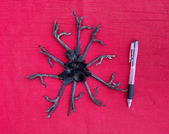 カラスとカラスの足の詰め合わせ20個