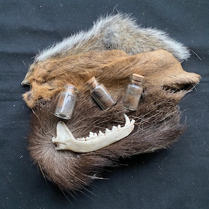 Pelliccia di volpe rossa in bottiglia