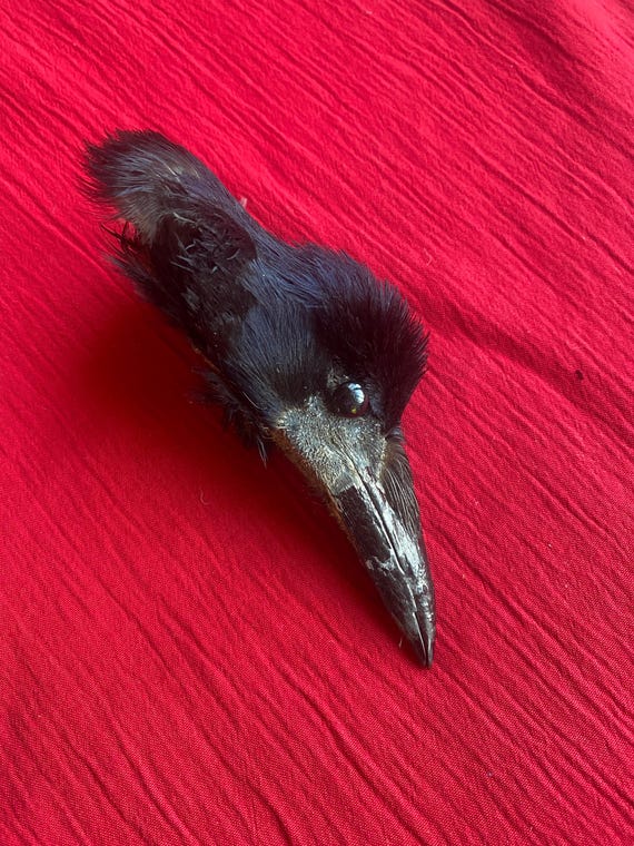 Crow rook preserved head taxidermy skull bones