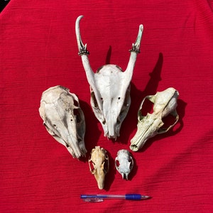 Musk deer skull - Etsy 日本