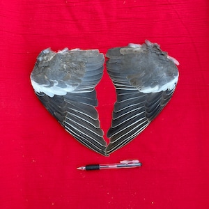 A Pair of Wood Pigeon Wings