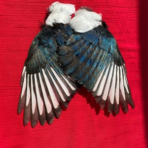 Pair Genuine Magpie Wings