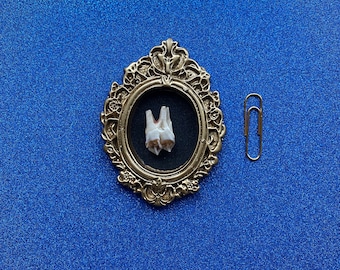 Wild Deer Tooth in Ornate Frame