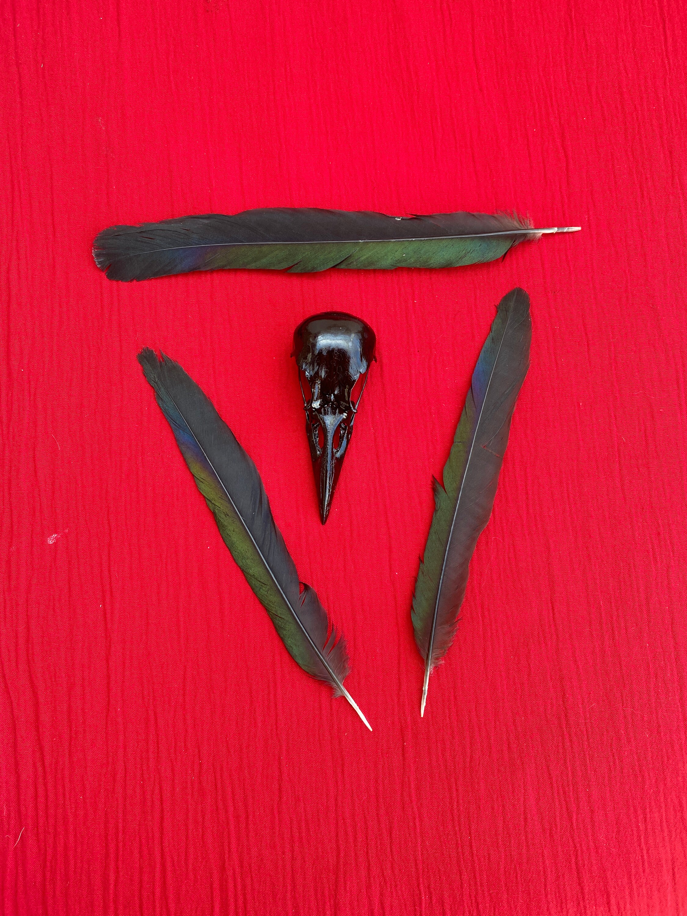 Black Crow Skull