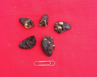Five Preserved Bird Hearts