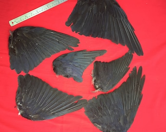 Six Crow Wings