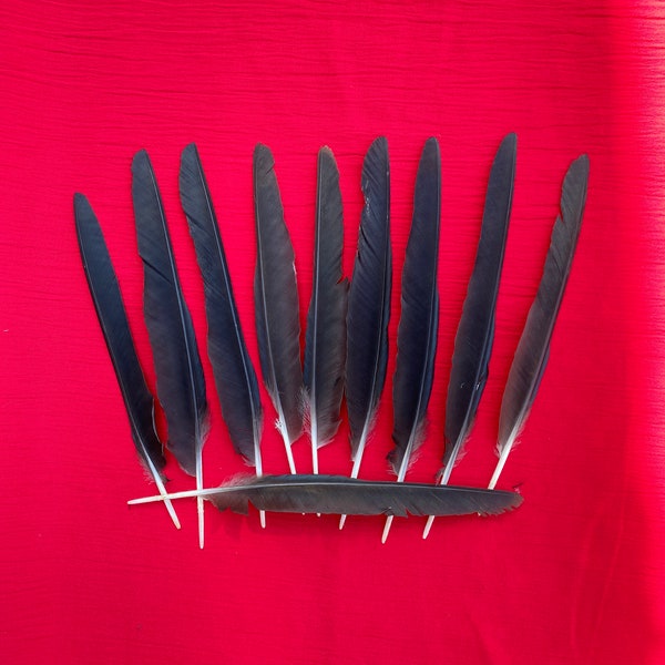 10 longues plumes de corbeau