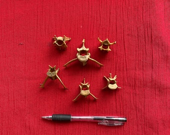 Sześć kości zwierzęcych Kręgi kręgosłupa