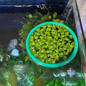 水槽用フローティング給餌リング | 無駄を削減 | 水草水槽に最適