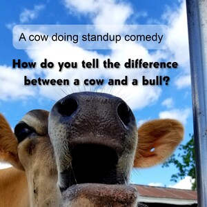 Eine Kuh macht Stand-up-Comedy