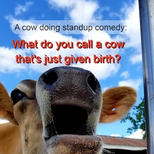 A cow doing stand-up comedy