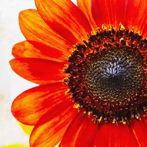 Red Sunflower | INSTANT DOWNLOAD | Digital Photo | Square