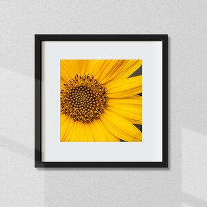 Sunflower Print | INSTANT DOWNLOAD | Digital Photo | Square