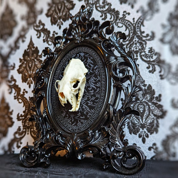 Real Mink Skull Framed, Vintage Style Frame, Real Animal Skull, Skull Art, Gothic Decor, Dark Decor, Oddity, Curiosity, Macabre, Gothic Gift