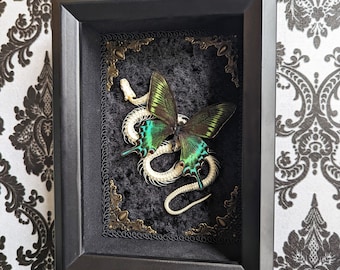 Snake Skeleton & Butterfly Shadowbox (Real Snake Sekeleton | Real Butterfly | Taxidermy | Gothic Decor | Oddity | Curiosity)