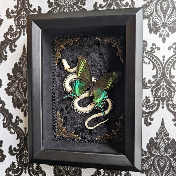 Snake Skeleton & Butterfly Shadowbox (Real Snake Sekeleton | Real Butterfly | Taxidermy | Gothic Decor | Oddity | Curiosity)