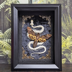 Snake Skeleton & Death's Head Moth Shadowbox (Real Snake Sekeleton | Real Death Moth | Taxidermy | Gothic Decor | Oddity | Curiosity)