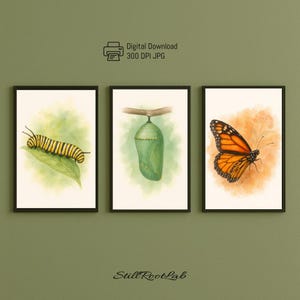 Monarch Butterfly Life Cycle – Set of 3 Watercolor Prints | Caterpillar, Chrysalis, Butterfly Wall Art | Educational Nature Decor
