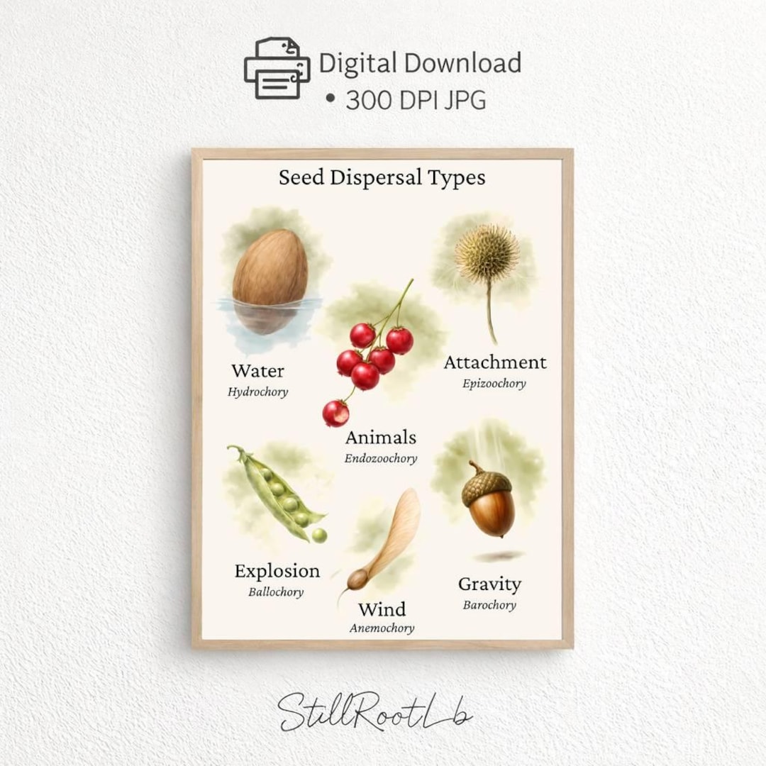 Seed Dispersal Types Poster – Botanical Watercolor Plant Biology Art ...