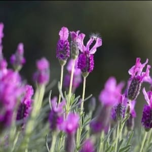 Lavandula intermedia French Lavender Grosso Live Starter Plant Limited Stock