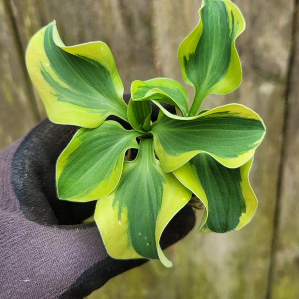 1 Miniature Hosta Mini Skirt Live Starter Rooted Plug