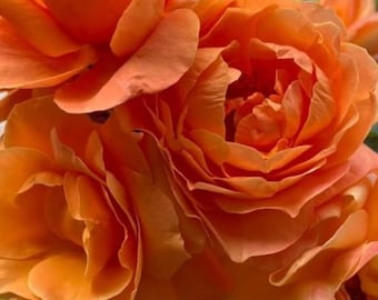 Climbing Rose Tangerine Skies One Gallon Live Plant Grown From Own Root SMALL And LIGHTLY ROOTED