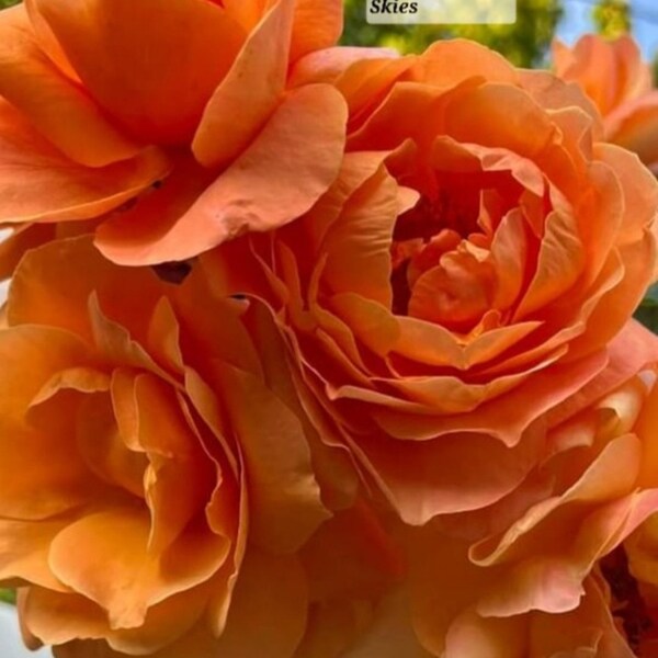 Climbing Rose Tangerine Skies One Gallon Live Plant Grown From Own Root SMALL And LIGHTLY ROOTED