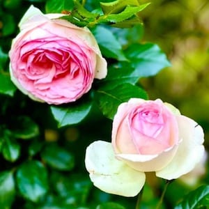 May include: Close-up of two pink roses in full bloom, surrounded by green leaves. The roses have multiple layers of petals, with a vibrant pink center that fades to a lighter pink and cream color on the outer petals. The background is blurred.