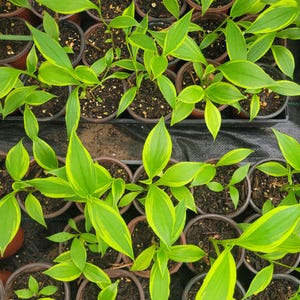 May include: A collection of small potted plants featuring lance-shaped leaves with vibrant lime green centers and distinct yellow margins. Each plant is housed in a dark brown plastic nursery pot filled with dark potting soil, arranged in rows.
