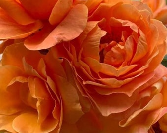 Tangerine Skies Climbing Rose Starter Plant