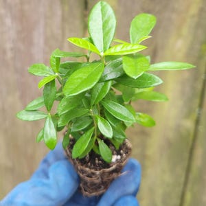 May include: A small, vibrant green plant with glossy leaves. The plant is held in a small, root-bound soil plug. The background is a weathered wooden fence. The plant appears healthy and ready for transplanting.