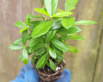 Pineapple Guava Acca sellowiana Feijoa  Live Starter Plant