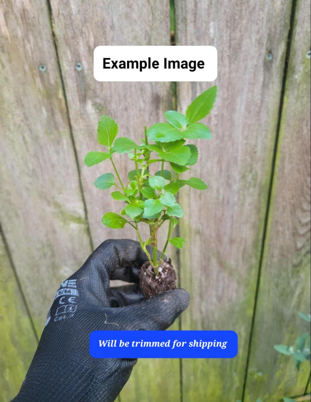 Ageratum Houstonianum Monarch Magic Starter Plant