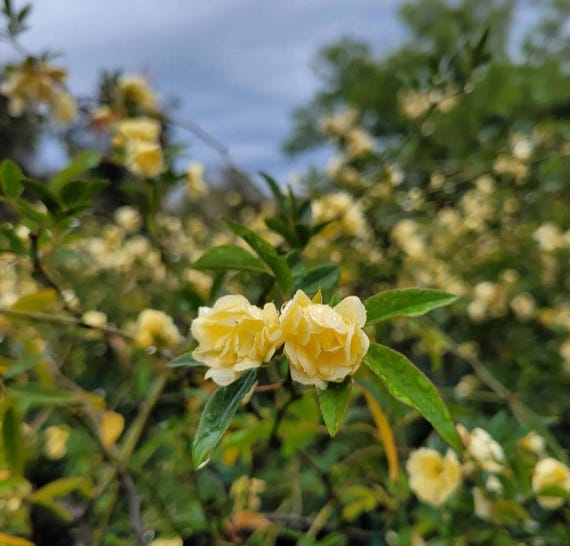 Climbing Rose Yellow Lady Banks Rosa banksiae Live Starter Plant Semi Dormant For The Season