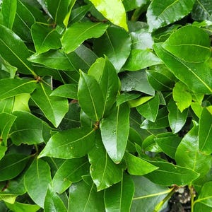 Bay Leaf Tree Laurus nobilis Sweet Bay Laurel Live Starter Plant