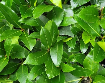 Bay Leaf Tree Laurus nobilis Sweet Bay Laurel Live Starter Plant