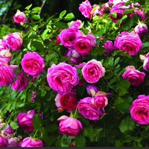 May include: A dense rose bush featuring numerous vibrant magenta flowers in various stages of bloom, from tight buds to fully opened blossoms with layered petals, interspersed among deep green serrated leaves and thin woody stems.