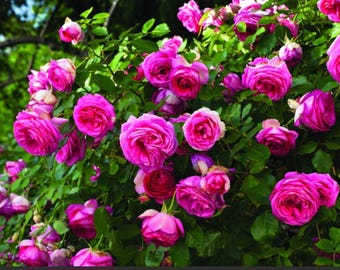 Eden Climbing Rose Eden Pretty In Pink 4" Pot Live Starter Plant Own Root Not Grafted Fall Dormancy Notice Little to No Foliage