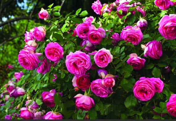 Eden Climbing Rose Eden Pretty In Pink Live Starter Plant Own Root Not Grafted Defoliated And Trimmed For The Season