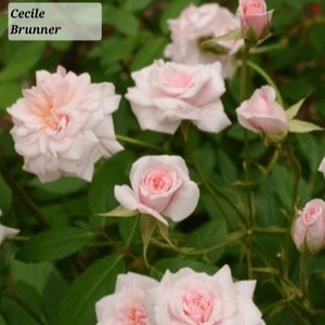 Cecile Brunner Climbing Rose Starter Plant