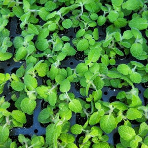May include: Close-up of a tray filled with vibrant green mint seedlings. The small plants have rounded leaves and are densely packed together, creating a lush, textured appearance. The seedlings are in a black plastic tray with multiple cells.