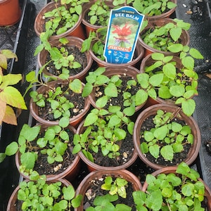 Bee Balm 4" Pot Monarda didyma Jacob Cline Live Starter Plant