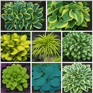 May include: A collage of nine distinct hosta plants featuring various foliage patterns. The plants display a range of colors including deep green with yellow margins, solid lime green, variegated white and green, and solid teal blue leaves.