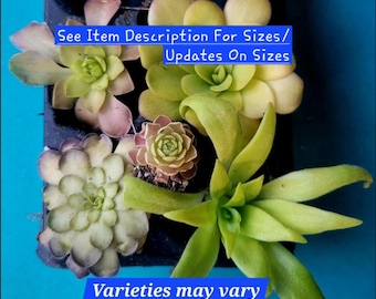 Pinguicula Butterwort Bundle Live Plants Florian Cyclosecta Potosiensis Limited Availability More  Next Week