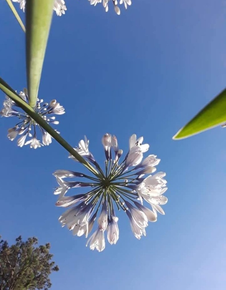 Drokesgreenhouse Agapanthus africanus Twister Plant - Thumbnail 2