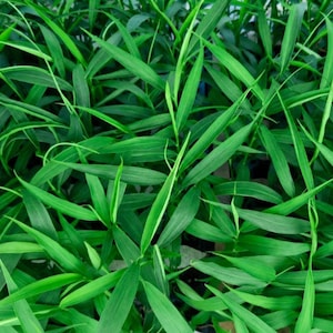 May include: A dense cluster of vibrant green ginger plants featuring long, slender, pointed leaves that grow in an overlapping pattern. The foliage displays various shades of green, creating a lush, textured appearance with sharp, narrow blades.